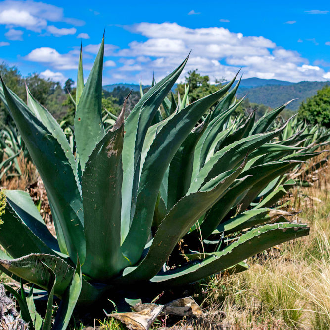 Agave Salmiana