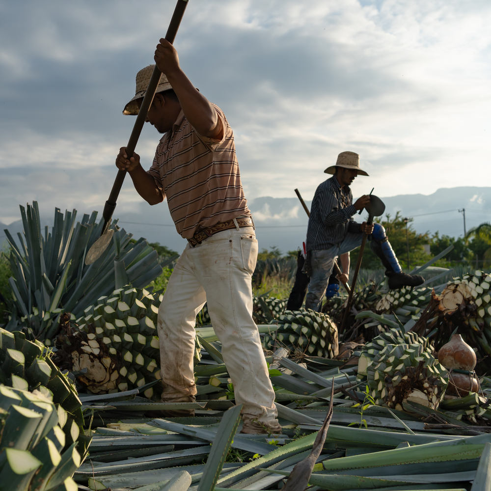 Products From Agaves