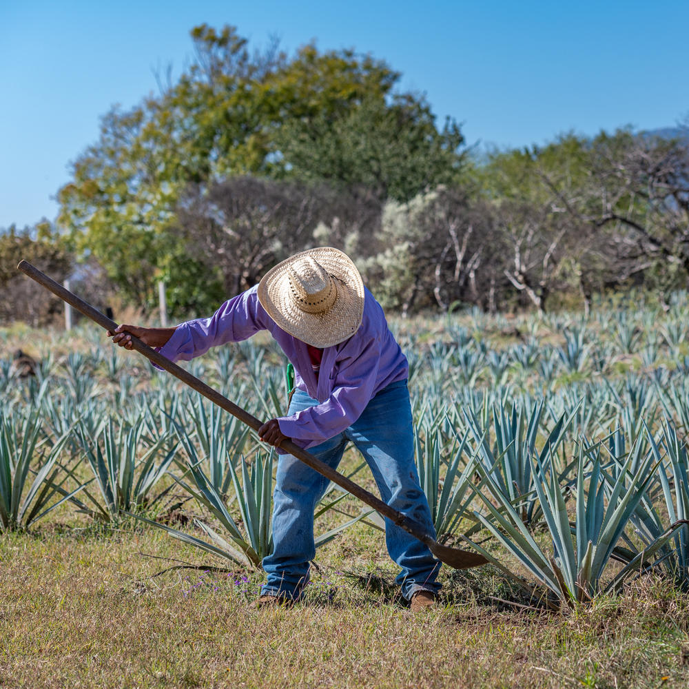 A Profitable And Sustainable Solution For Dryland Agriculture