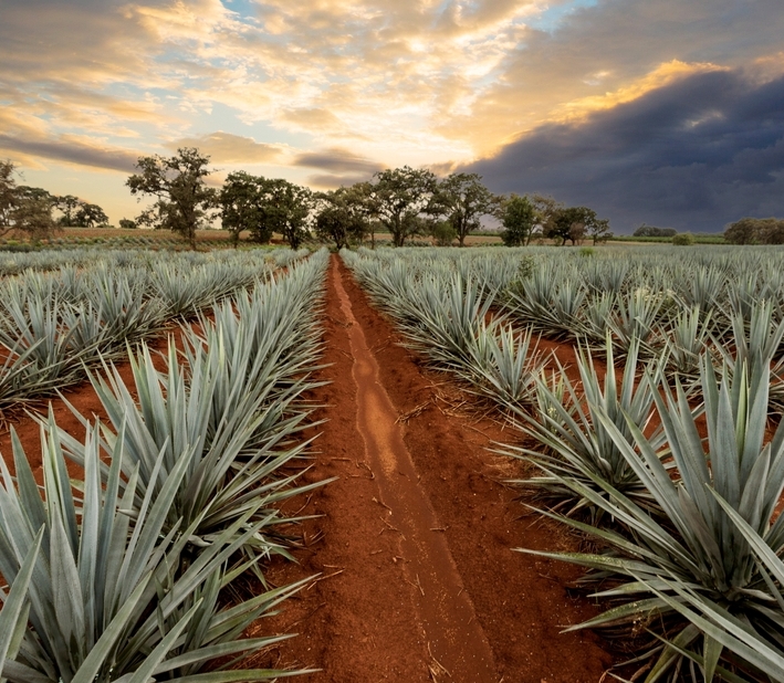 Agave