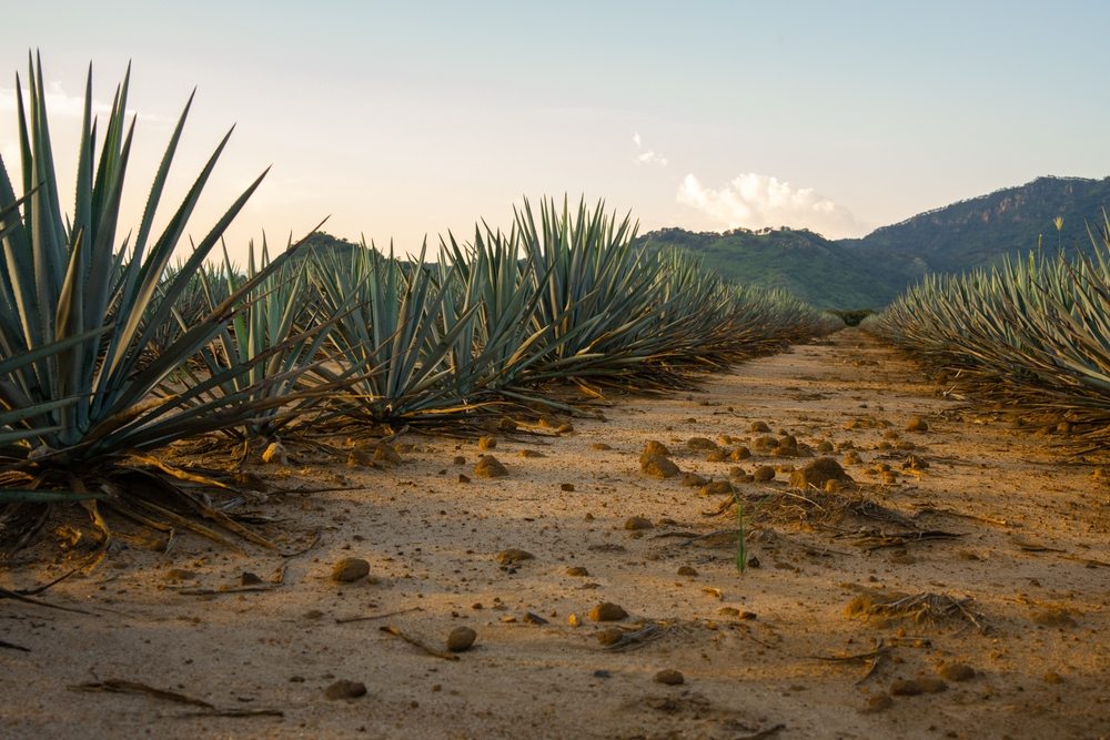 Agave Farm