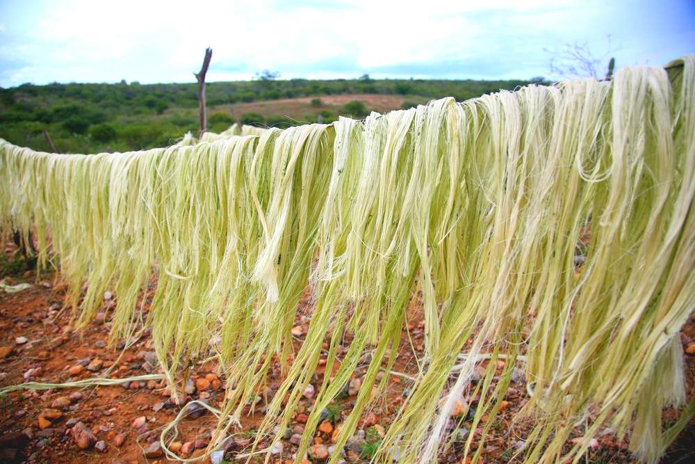 Agave Fibers