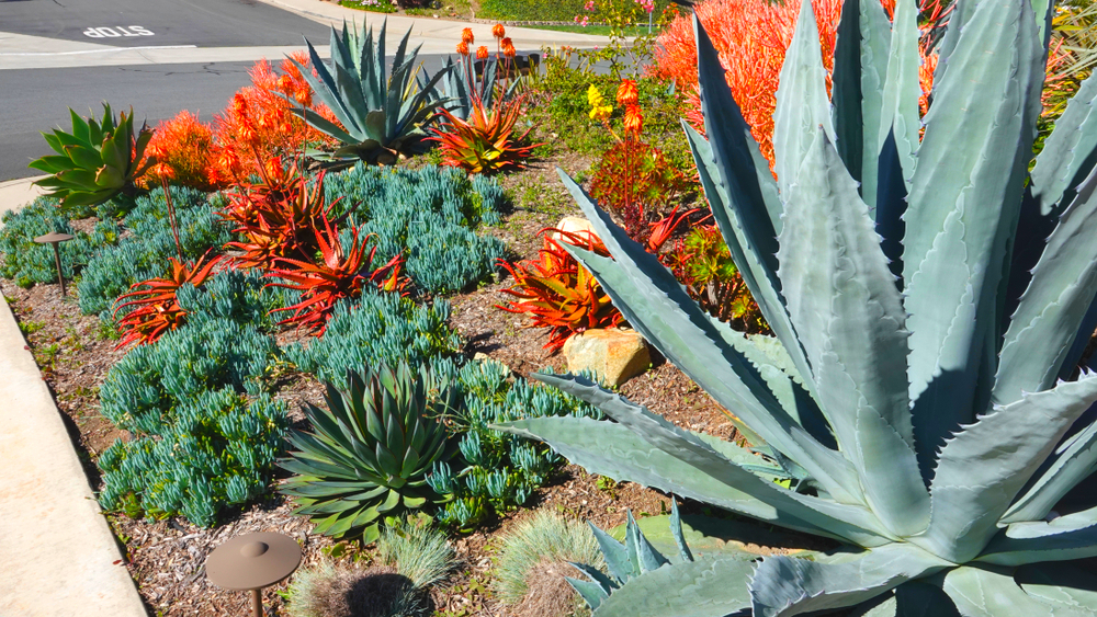 Agave Ornamental Use