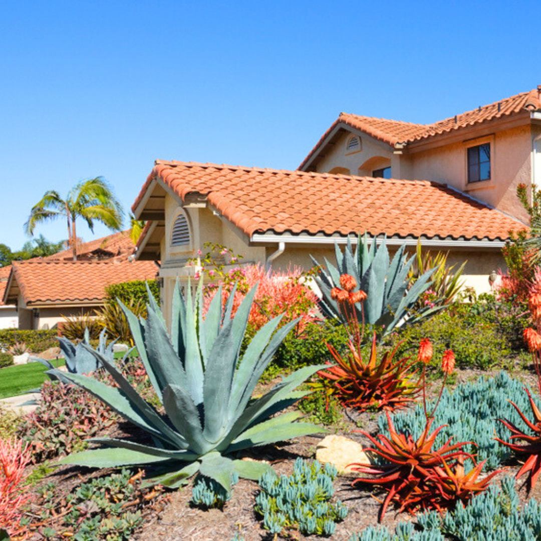 Agave Ornamental Use