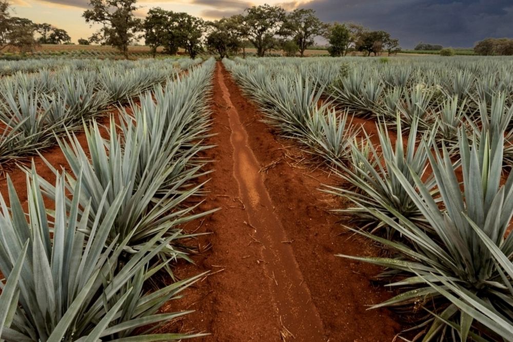 Top 6 Most Popular Agave Varieties