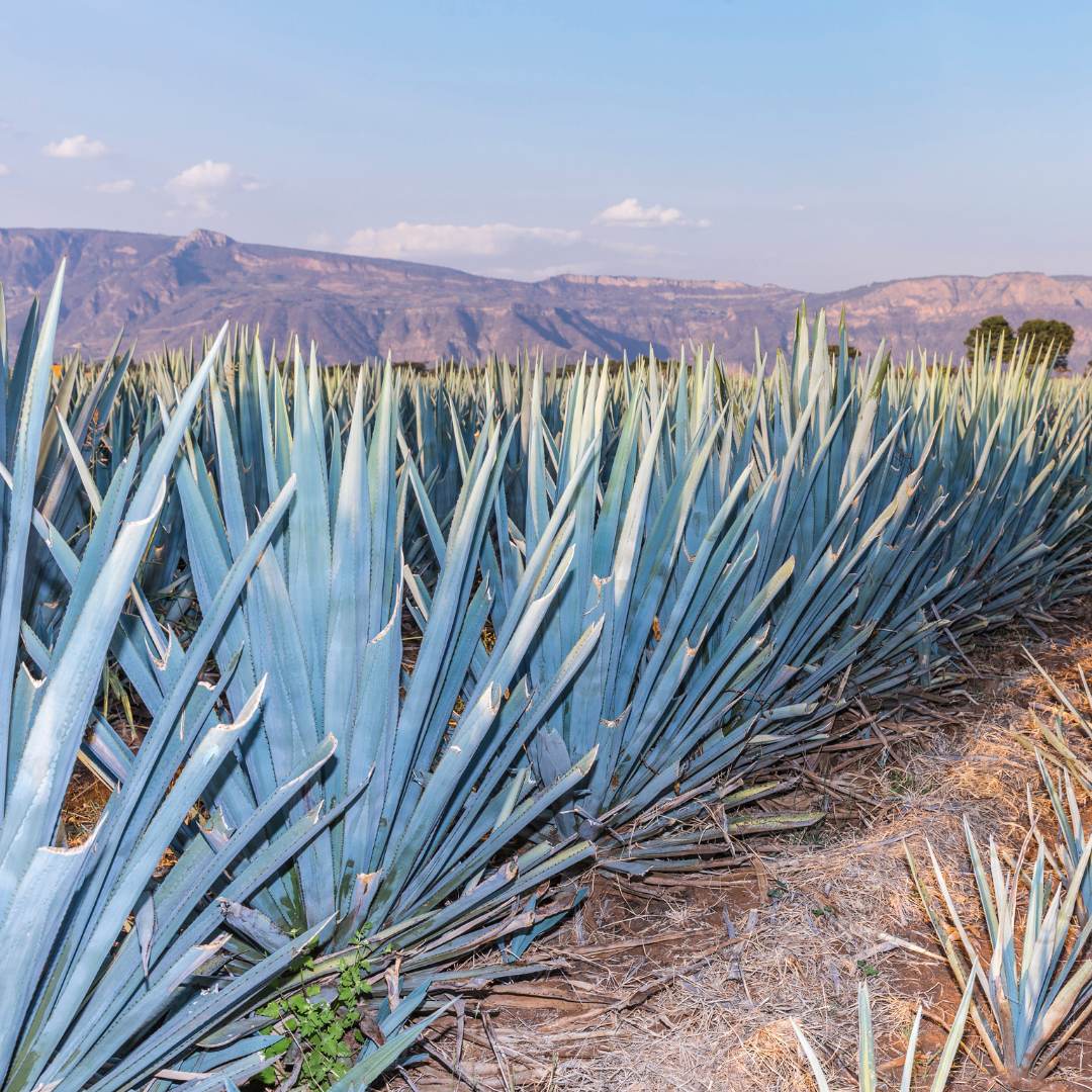 Agave Condiments