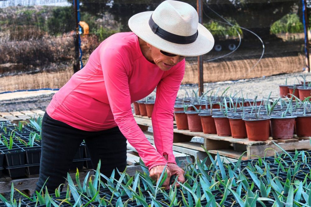 From Plant to Product: The Journey of Agave