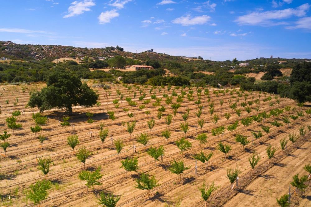 The History of Agave: From Ancient Cultures to Modern Uses