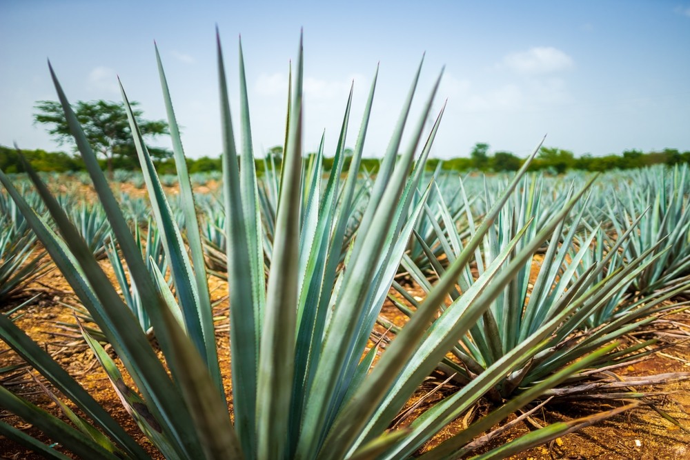 The Top 10 Agave Species and Their Unique Uses