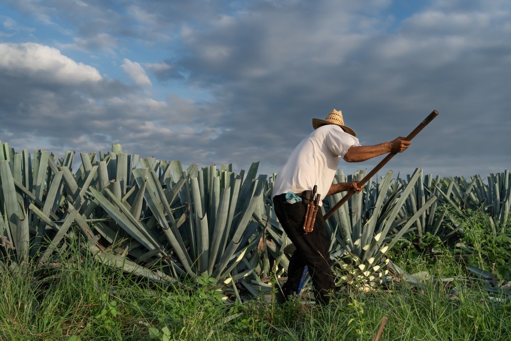 Which Agave Is Best for Mezcal? Exploring Regional Varieties