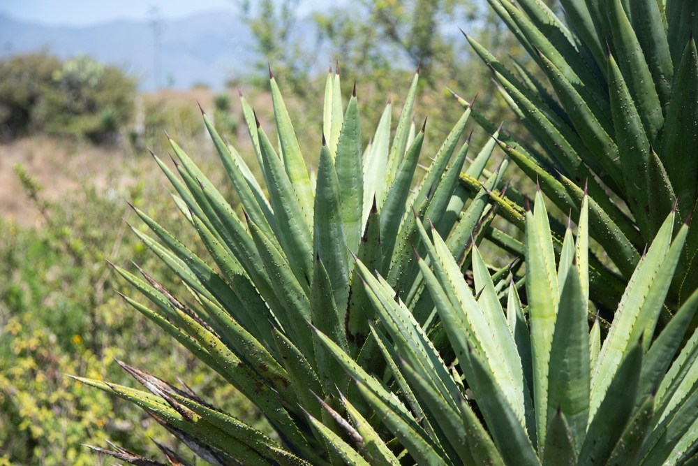 What is the Difference Between Cuishe and Madre Cuishe?