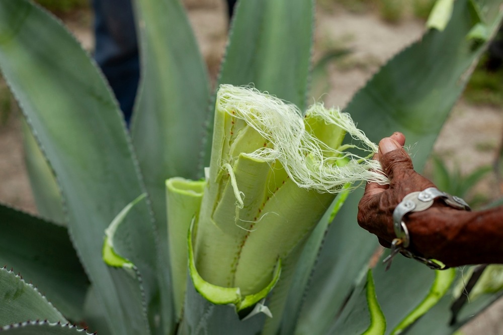 How Agave Fiber Production Supports Eco-Friendly Textile and Rope Industries