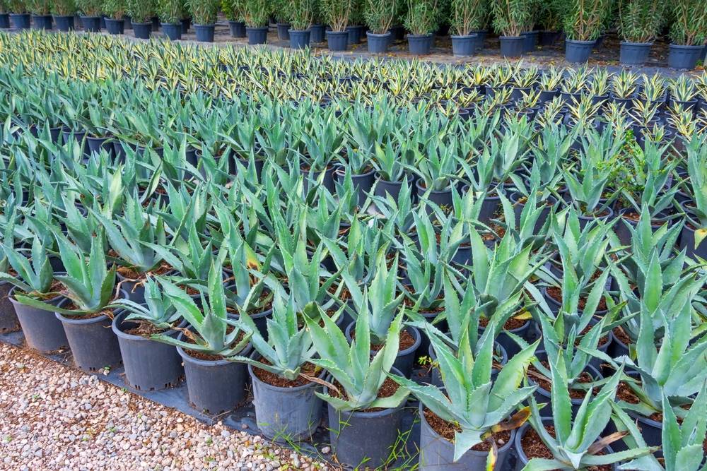 Why Choose Certified Agave Seedlings Ensure Healthy Crop Establishment