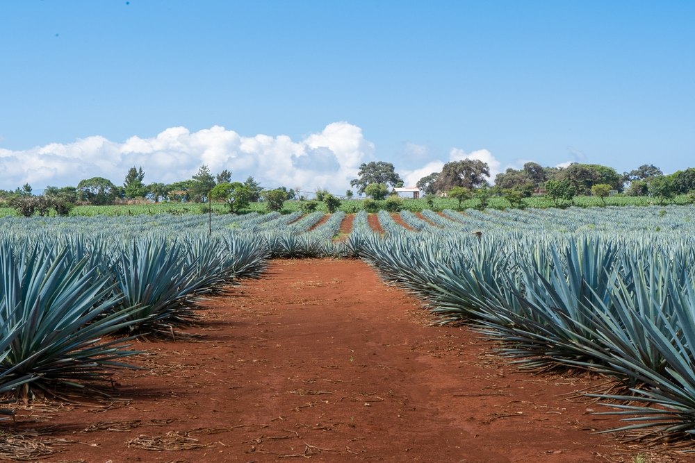 How To Choose Agave Varieties For Tequila And Mezcal Production