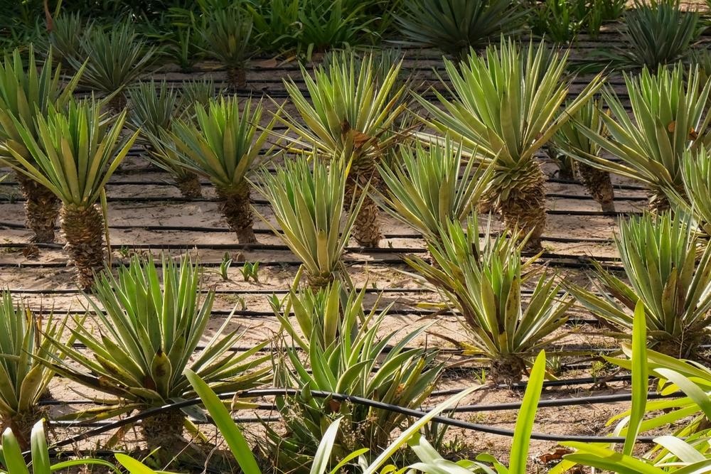 How To Prepare Soil And Irrigation For Regenerative Agave Farming