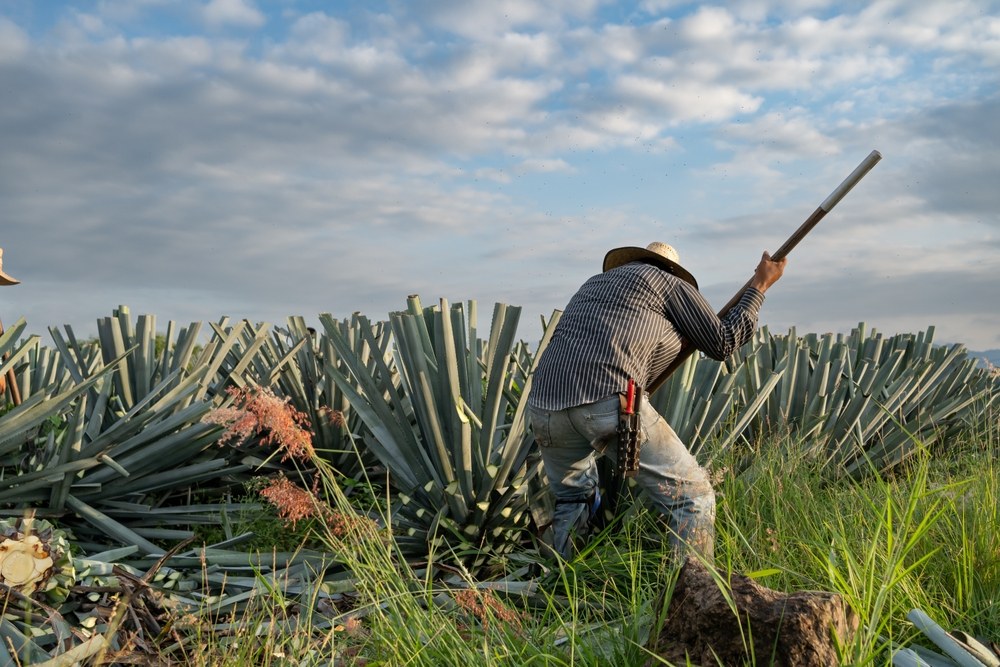 When To Harvest Agave Pinas For Highest Sugar Content