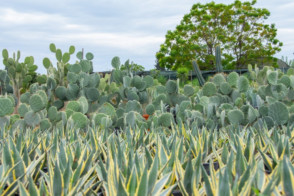 When To Plant Agave Seedlings For Optimal Establishment In Dryland Fields