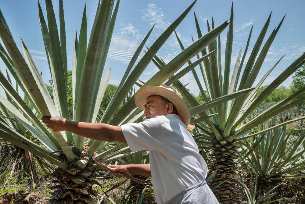 Why Consulting With Agave Cultivation Experts Reduces Startup Risk