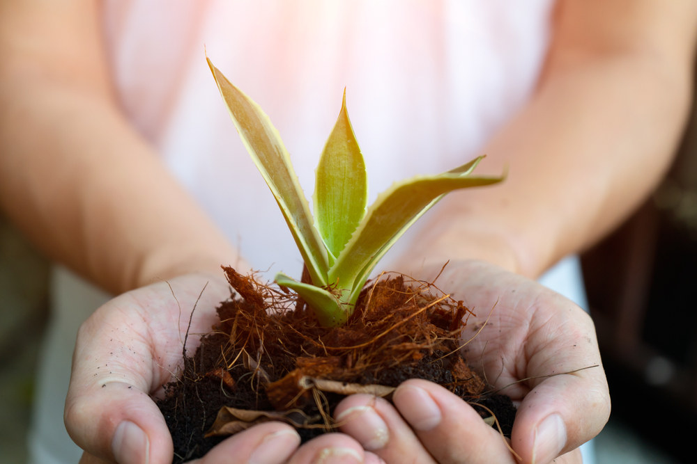 Why Wholesale Agave Seedlings Improve Farm Yield And Consistency