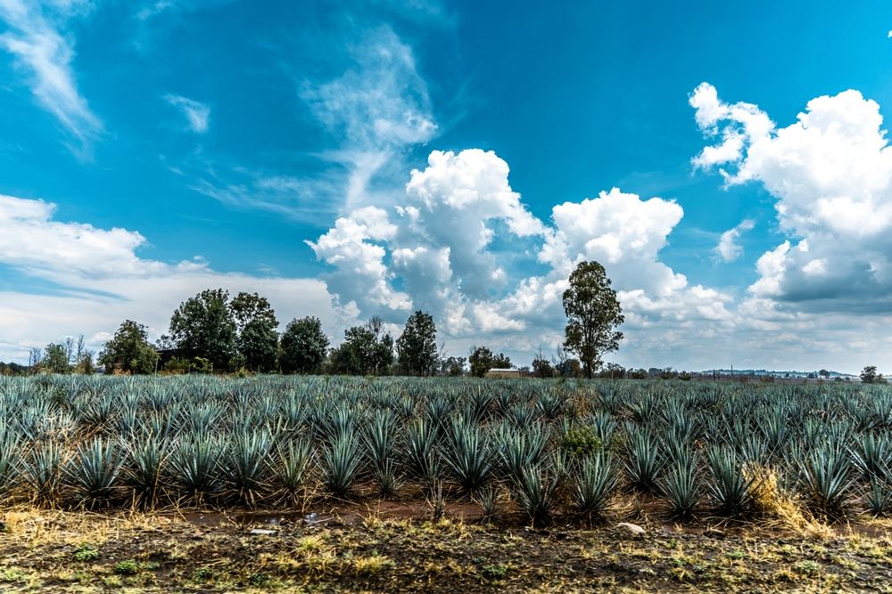 How to Select the Best Agave Variety for High Quality Spirit Production